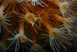 Photo is taken with a Nikon D80 in a Subal Housing and a ... by Andy Kutsch 